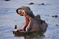 Hippopotamus (Hippopotamus amphibius) in threat display, Serengeti National Park, Tanzania