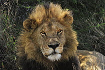 African Lion (Panthera leo) male, Serengeti National Park, Tanzania