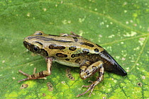 Microhylid Frog (Microhylidae) froglet with tadpole tail, Tanzania