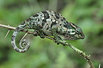 Flap-necked Chameleon (Chamaeleo dilepis) female, Arusha National Park, Tanzania