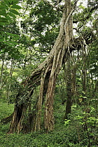 Fig (Ficus sp) tree with extensive aerial roots, Arusha National Park, Tanzania