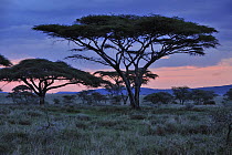 Umbrella Thorn (Acacia tortilis) trees at twilight, Serengeti National Park, Tanzania