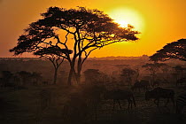 Umbrella Thorn (Acacia tortilis) trees at sunset, Serengeti National Park, Tanzania