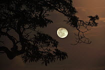 Full moon with tree branches, Serengeti National Park, Tanzania