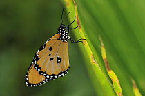 Plain Tiger (Danaus chrysippus) butterfly, Jozani National Park, Zanzibar, Tanzania