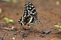 Citrus Butterfly (Papilio demodocus) drinking minerals and salts from soil, Jozani National Park, Zanzibar, Tanzania