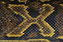 African Rock Python (Python sebae) scale pattern, Jozani National Park, Zanzibar, Tanzania