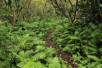Path through forest with ferns, Jozani National Park, Zanzibar, Tanzania