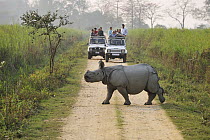 Indian Rhinoceros (Rhinoceros unicornis) crossing road near tourists, Kaziranga National Park, Assam, India