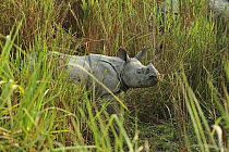 Indian Rhinoceros (Rhinoceros unicornis) grazing, Kaziranga National Park, Assam, India