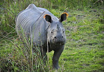 Indian Rhinoceros (Rhinoceros unicornis), Kaziranga National Park, Assam, India