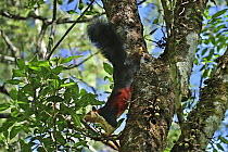 Indian Giant Squirrel (Ratufa indica) in tree, Indira Gandhi National Park, India