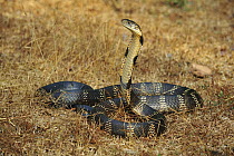 King Cobra (Ophiophagus hannah) in defensive posture, Agumbe Rainforest Research Station, Western Ghats, India