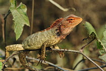 Changeable Lizard (Calotes versicolor), Agumbe Rainforest Research Station, Western Ghats, India