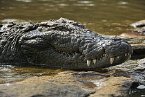 Mugger Crocodile (Crocodylus palustris), Cauvery Wildlife Sanctuary, India
