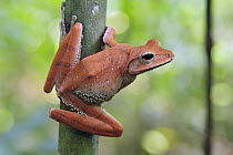 Western Tree Frog (Polypedates occidentalis) on tree, Agumbe Rainforest Research Station, Western Ghats, India