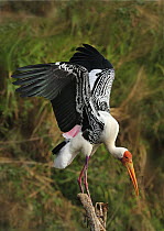 Painted Stork (Mycteria leucocephala) landing, Cauvery Wildlife Sanctuary, India