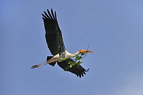 Painted Stork (Mycteria leucocephala) flying carrying nest material, Cauvery Wildlife Sanctuary, India