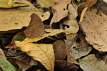Evening Brown (Melanitis leda) butterfly camouflaged in leaf litter, Manas National Park, Assam, India