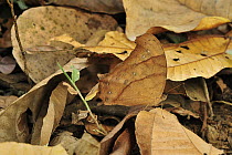 Evening Brown (Melanitis leda) butterfly camouflaged in leaf litter, Manas National Park, Assam, India