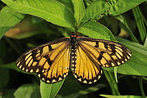 Yellow Coster (Acraea issoria) butterfly, Manas National Park, Assam, India