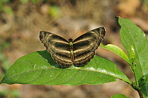 False Dingy Sailer (Neptis pseudovikasi) butterfly, Manas National Park, Assam, India