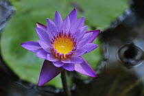Water Lily (Nymphaea nouchali) flower, Western Ghats, India