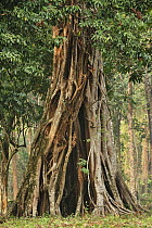 Fig (Ficus sp) tree, Manas National Park, Assam, India