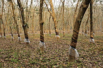 Rubber Tree (Hevea brasiliensis) plantation, Assam, India