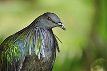 Nicobar Pigeon (Caloenas nicobarica), Nicobar Islands, India