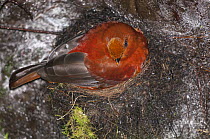 Andean Cock-of-the-rock (Rupicola peruvianus) female on nest, El Pahuma Orchid Reserve, Andes, Ecuador