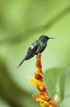 Black-bellied Thorntail (Discosura langsdorffi) hummingbird, Milpe Bird Sanctuary, Andes, Ecuador
