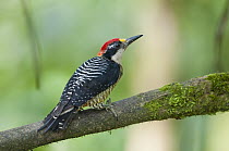 Black-cheeked Woodpecker (Melanerpes pucherani) male, Milpe Bird Sanctuary, Andes, Ecuador