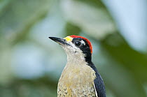 Black-cheeked Woodpecker (Melanerpes pucherani) male, Andes, Ecuador