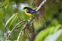 Blue-winged Mountain-Tanager (Anisognathus somptuosus), Bellavista Cloud Forest Reserve, Tandayapa Valley, Andes, Ecuador