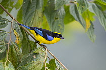 Blue-winged Mountain-Tanager (Anisognathus somptuosus), Angel Paz Reserve, Andes, Ecuador