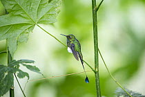 Booted Racket-tail (Ocreatus underwoodii) hummingbird, Bellavista Cloud Forest Reserve, Tandayapa Valley, Andes, Ecuador