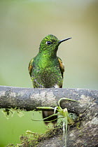 Buff-tailed Coronet (Boissonneaua flavescens) hummingbird, Bellavista Cloud Forest Reserve, Tandayapa Valley, Andes, Ecuador