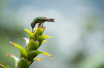 Buff-tailed Coronet (Boissonneaua flavescens) hummingbird feeding on flower nectar, Bellavista Cloud Forest Reserve, Tandayapa Valley, Andes, Ecuador