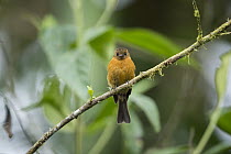 Cinnamon Flycatcher (Pyrrhomyias cinnamomea), Bellavista Cloud Forest Reserve, Tandayapa Valley, Andes, Ecuador
