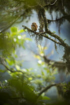 Cloud Forest Pygmy-Owl (Glaucidium nubicola), Angel Paz Reserve, Andes, Ecuador