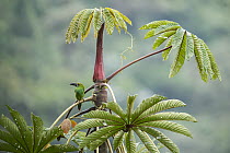 Crimson-rumped Toucanet (Aulacorhynchus haematopygus), Bellavista Cloud Forest Reserve, Tandayapa Valley, Andes, Ecuador