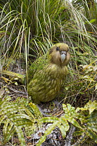Kakapo (Strigops habroptilus) male, Codfish Island, Southland, New Zealand