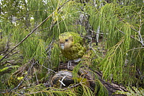 cKakapo (Strigops habroptilus) male in forest, Codfish Island, Southland, New Zealand