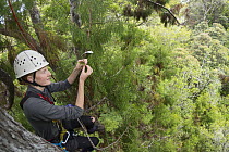 Kakapo (Strigops habroptilus) biologist climbing tree to count unripe seeds which will be an indicator whether the kakapo will breed this year, Codfish Island, Southland, New Zealand