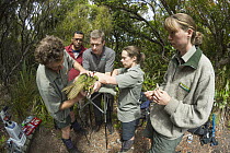 Kakapo (Strigops habroptilus) biologists collecting semen from captured male bird for artificial insemination, Codfish Island, Southland, New Zealand