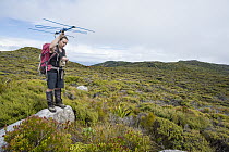 Kakapo (Strigops habroptilus) biologist Dierdre Vercoe tracking indiviudal, Codfish Island, Southland, New Zealand