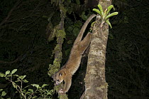Kinkajou (Potos flavus) climbing down tree at night, Andes, Ecuador