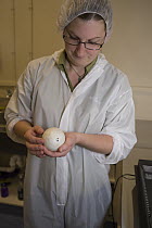 Okarito Kiwi (Apteryx rowi) biologist Catherine Roughton inspecting egg for hatching progress of chick, West Coast Wildlife Centre, New Zealand