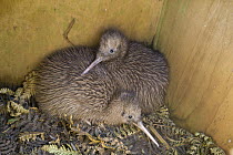 Okarito Kiwi (Apteryx rowi) chicks held in outdoor pen before they are moved to predator-free islands, West Coast Wildlife Centre, New Zealand